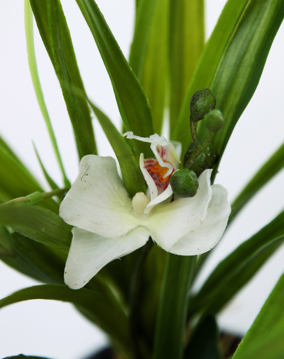 蝴蝶兰仿真绿色小盆栽白色