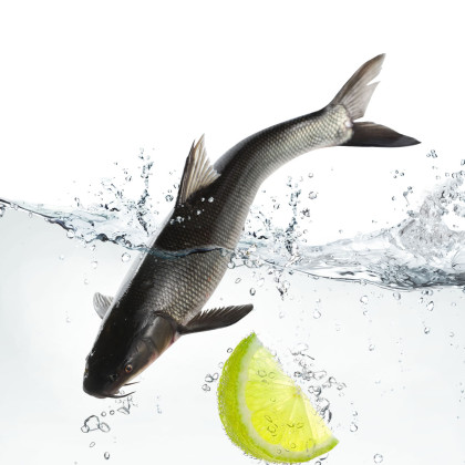 活鲜银鳕鱼25斤35斤装活鱼淡水鱼可做鳕鱼排鳕鱼块