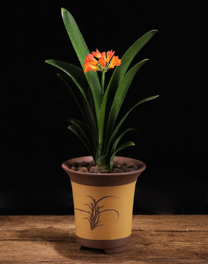 白掌盆栽室内客厅绿植花卉四季长青植物办公室盆栽