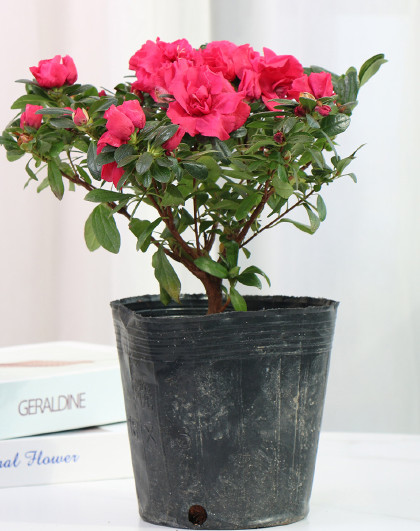 巴西木水养格鲁特办公室桌面小盆栽室内外水培花卉四季好养