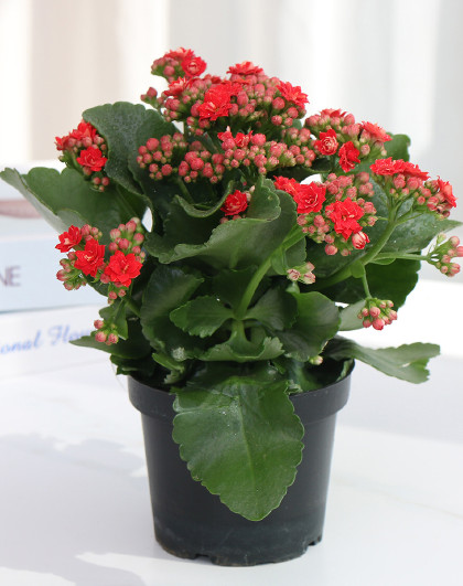 金边吊兰盆栽室内阳台好养花垂吊植物四季常青办公室绿植