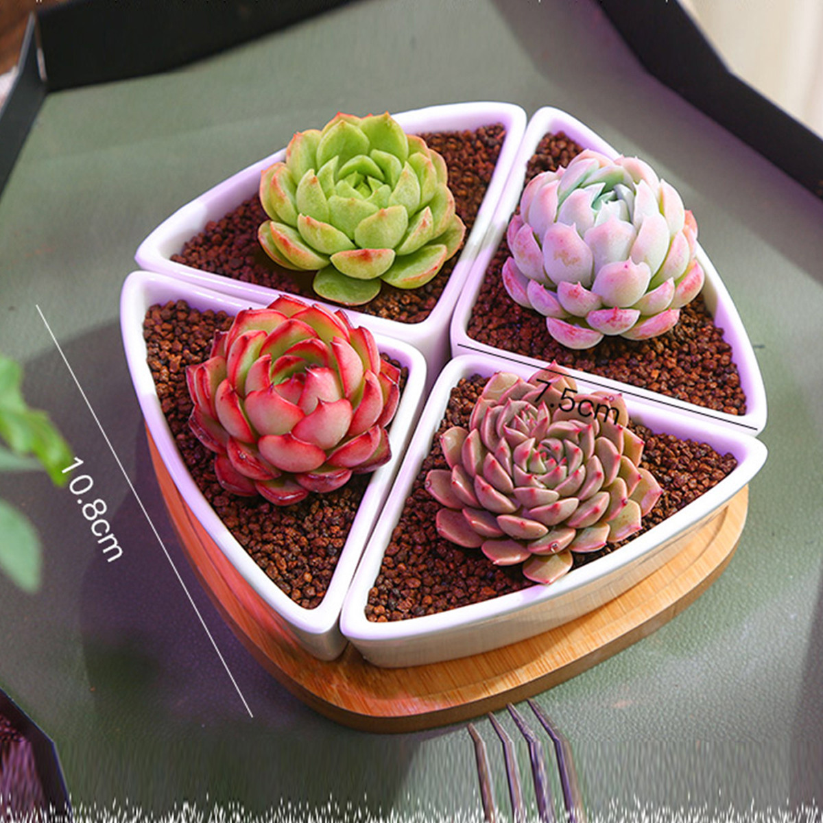 多肉植物组合套餐室内桌面花卉盆栽新手绿植含盆土小花盆玉露