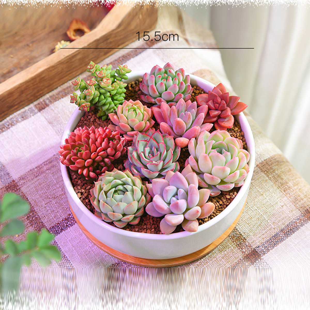 多肉植物小盆栽绿植花卉肉肉植物带盆室内好养多肉组合套餐办公室