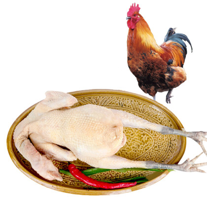 果园散养土鸡跑山鸡走地公鸡 新鲜现杀老母鸡肉营养月子餐