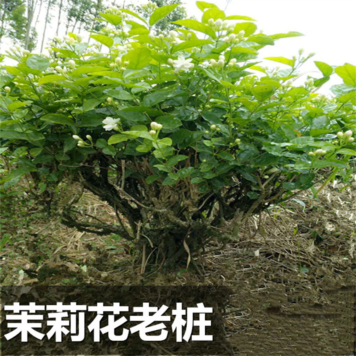 茉莉花苗盆栽室内阳台植物花卉茉莉花树老桩盆景四季开花绿植