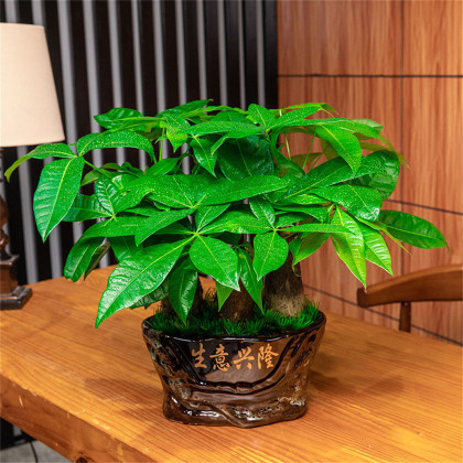 发财树大型盆栽招财室内绿植客厅办公桌面前台净化空气金钱树盆景