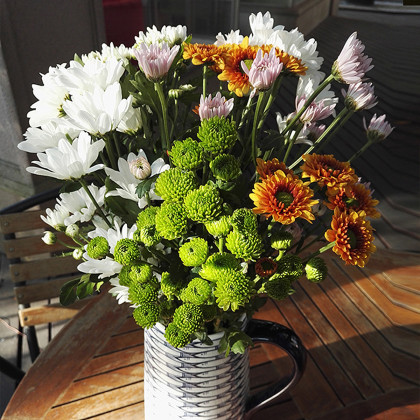 鲜花各色小雏菊鲜花小菊花洋甘菊家庭插花小清新拍照家用水养